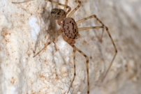 La Scytie ou l'Araigne cracheuse. Un mle (Araneae - Scytodidae - Scytodes thoracica)